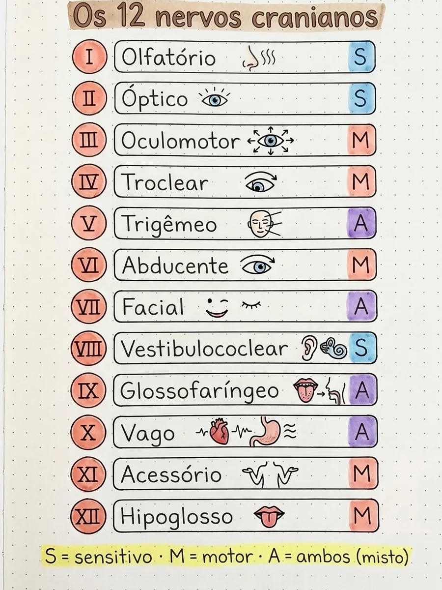 Página: Os 12 nervos cranianos