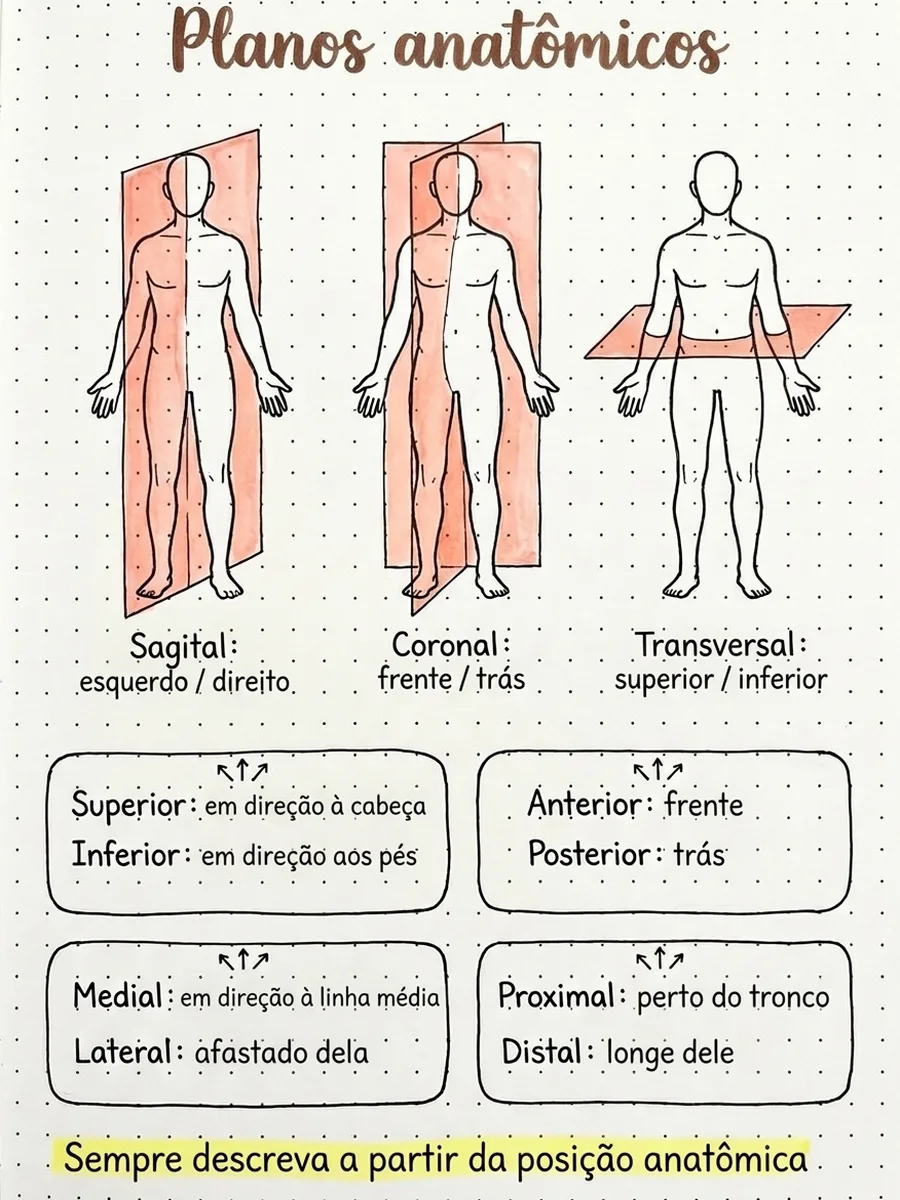 Página: Planos anatômicos
